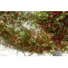 Riesige Italienische Baumtomate Samen