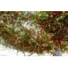 Price: €2.85 - Sementes Gigantes Italiano Árvore de Tomate - Seeds Gallery