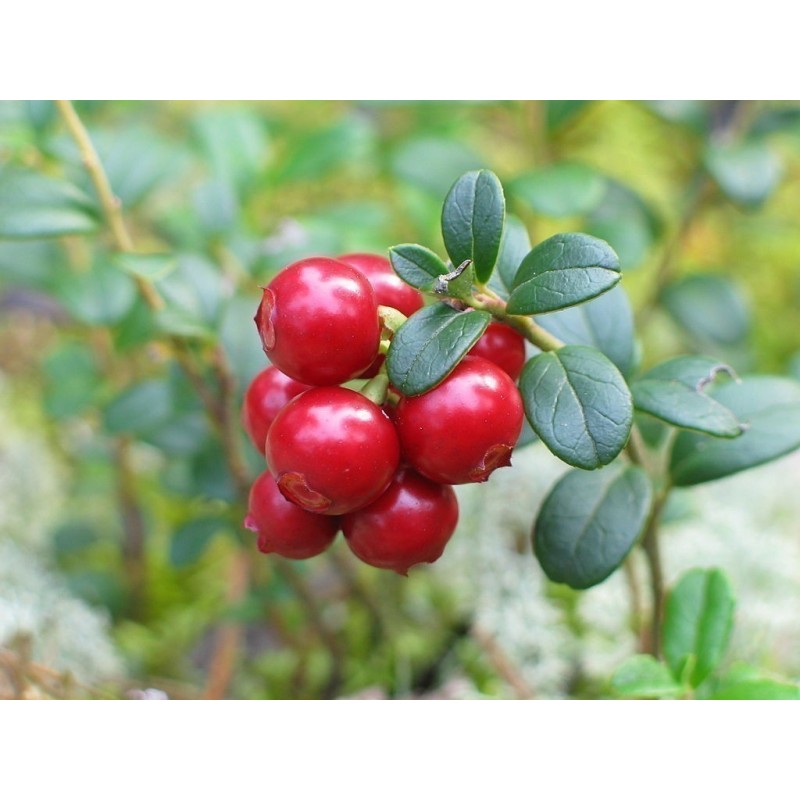 Price: €2.25 - Sementes De Cranberry Vaccinium Macrocarpon - 