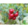 Price: €2.25 - Sementes De Cranberry Vaccinium Macrocarpon - 