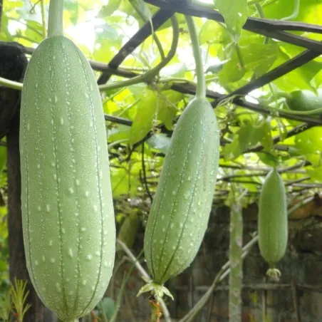 Luffa tvättsvampar Frön (Luffa aegyptiaca)