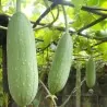 Sementes de Luffa - Esponjaety (Luffa aegyptiaca)