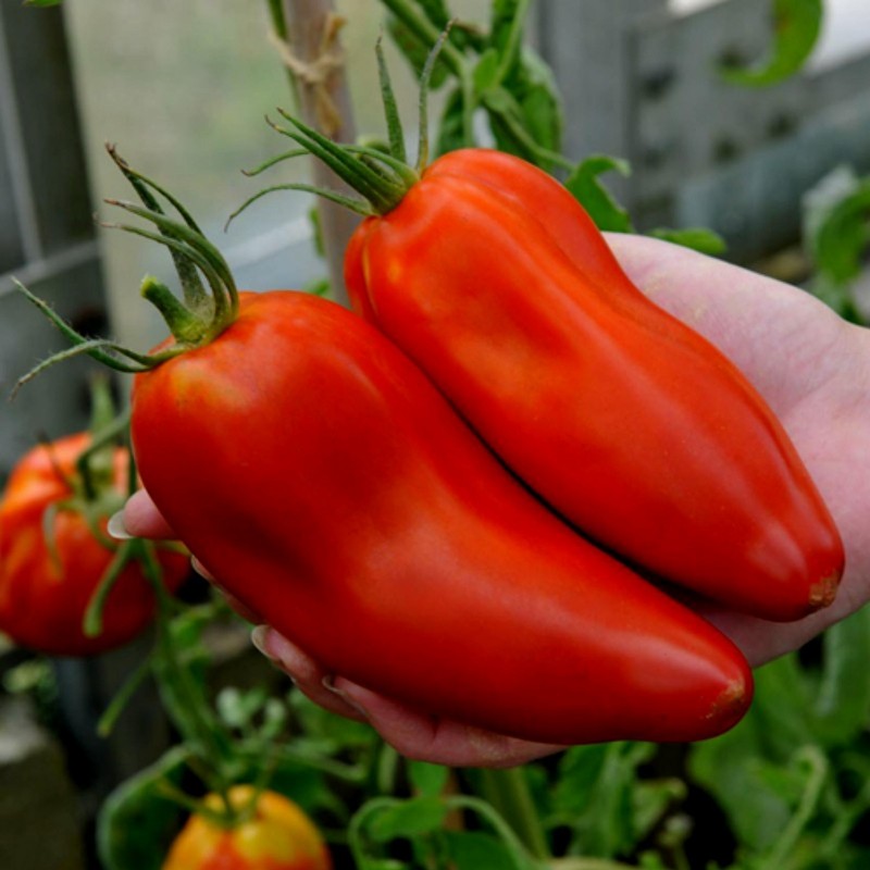 Price: €1.95 - Jersey Devil - Jersey Jäkel tomatfrön - Seeds Gallery
