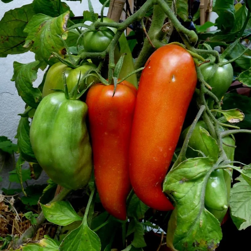 Graines de tomate Jersey Devil