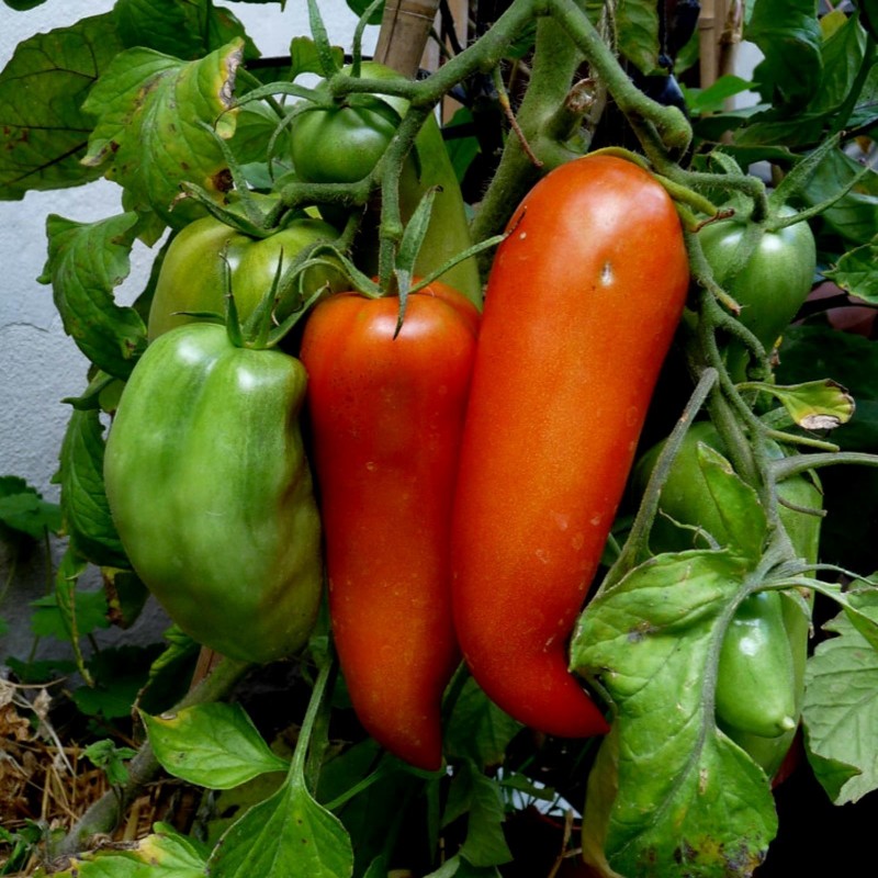 Price: €1.95 - Jersey Devil - Jersey Jäkel tomatfrön - Seeds Gallery