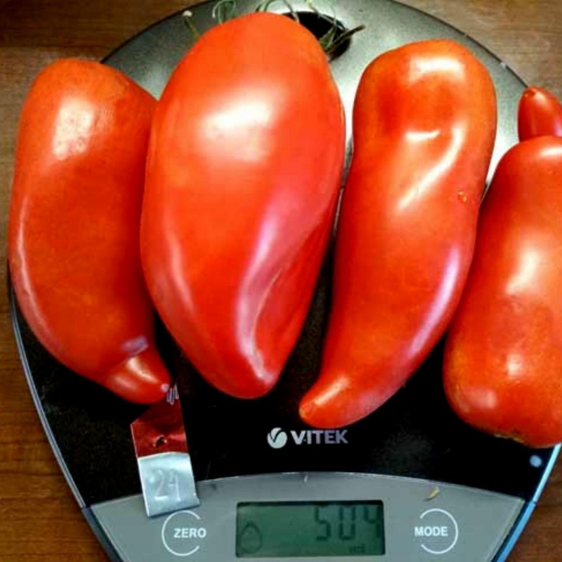Price: €1.95 - Jersey Devil - Jersey Jäkel tomatfrön - Seeds Gallery