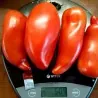 Jersey Devil - Jersey Jäkel tomatfrön