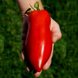 Price: €1.95 - Jersey Devil - Jersey Jäkel tomatfrön - Seeds Gallery