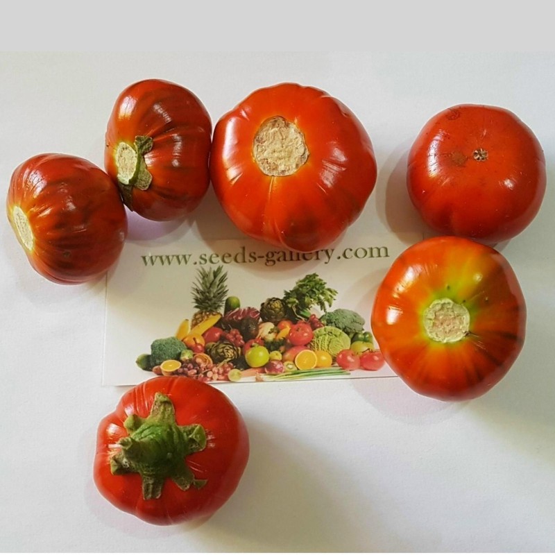 Sementes de Jiloeiro, Berinjela Laranja da Turquia