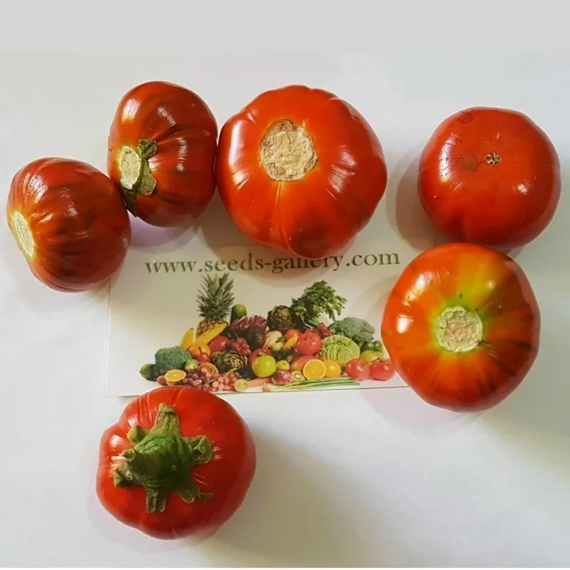 Semillas be Berenjena Turco, Berenjena Etíope (Solanum aethiopicum)