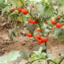Semi Melanzana rossa di Rotonda (Solanum aethiopicum) 1.95 - 8