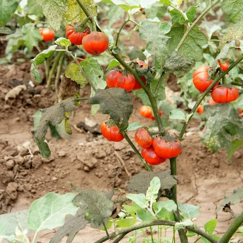 Semillas be Berenjena Turco, Berenjena Etíope (Solanum aethiopicum)