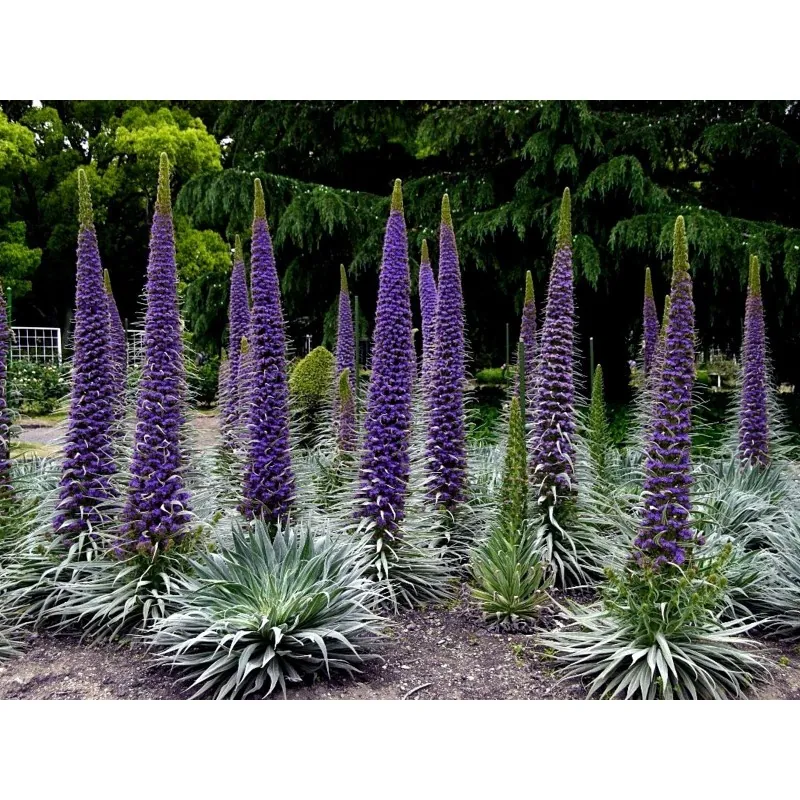 Sementes Echium Gigante, Árvore De Echium (Echium pininana)