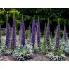 Sementes Echium Gigante, Árvore De Echium (Echium pininana)