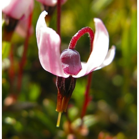 Price: €2.25 - Frön Tranbär (Vaccinium macrocarpon) -