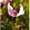 Price: €2.25 - Sementes De Cranberry Vaccinium Macrocarpon - 