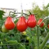 Sementes de Tomate Red Pear