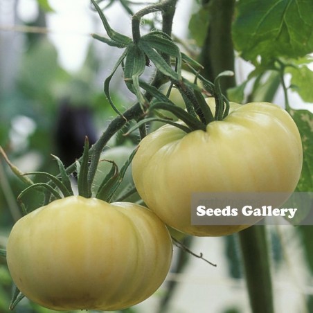Price: €2.3 - Seme paradajza Belo Cudo (White Wonder) - Seeds Gallery