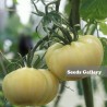 Price: €2.3 - Graines de tomate Merveille Blanche (White Wonder) - Seeds Gallery