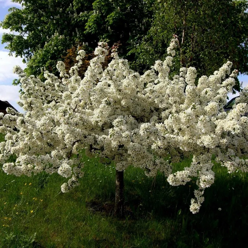 Bergkörsbär Frön (Malus sargentii)