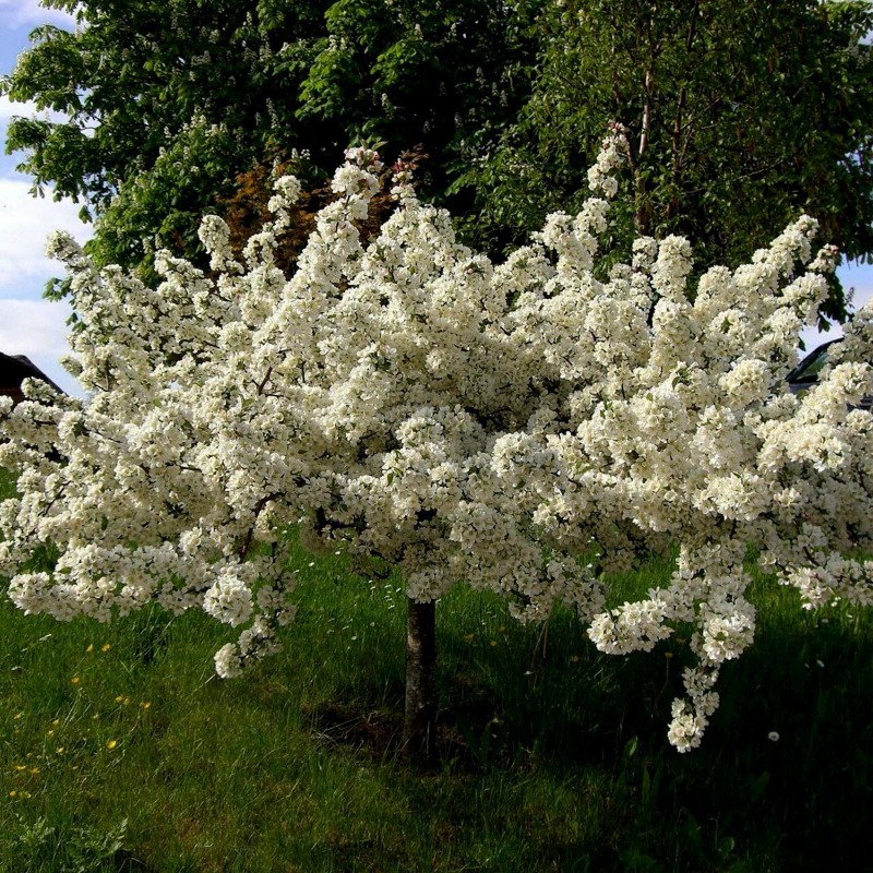Price: €1.95 - Semillas de Manzana Sargento (Malus sargentii) - 