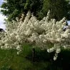 Sargent's Crab apple Seeds (Malus sargentii)