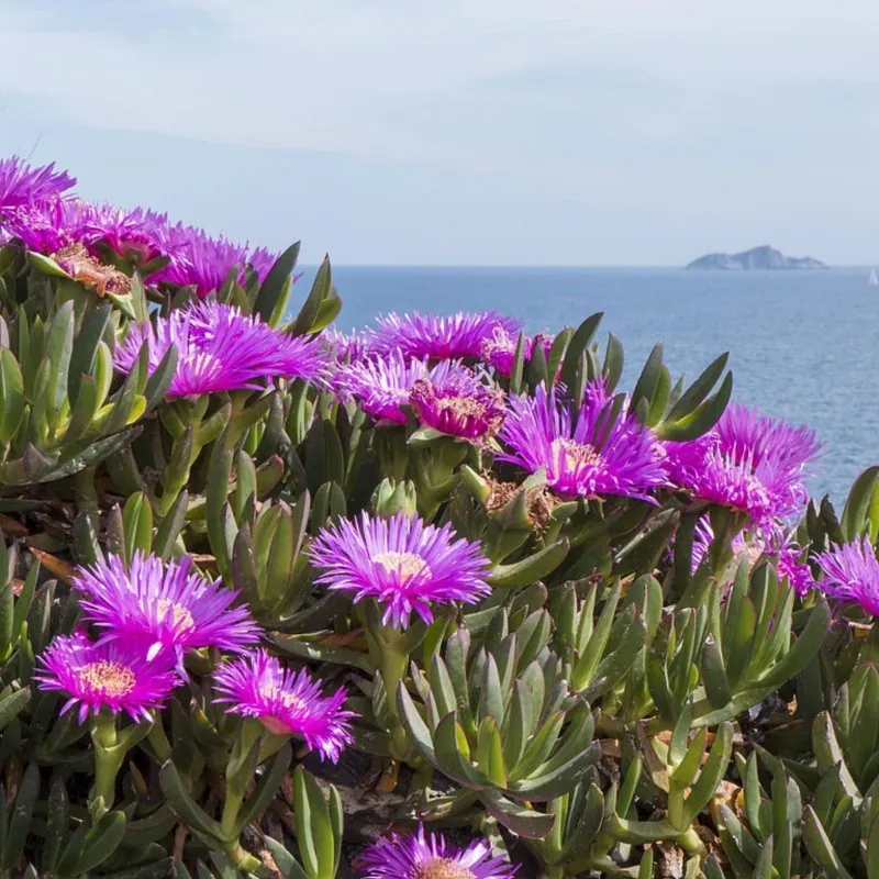Essbare Mittagsblume Samen (Carpobrotus edulis)