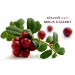 Sementes De Cranberry Vaccinium Macrocarpon