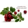 Frön Tranbär (Vaccinium macrocarpon)