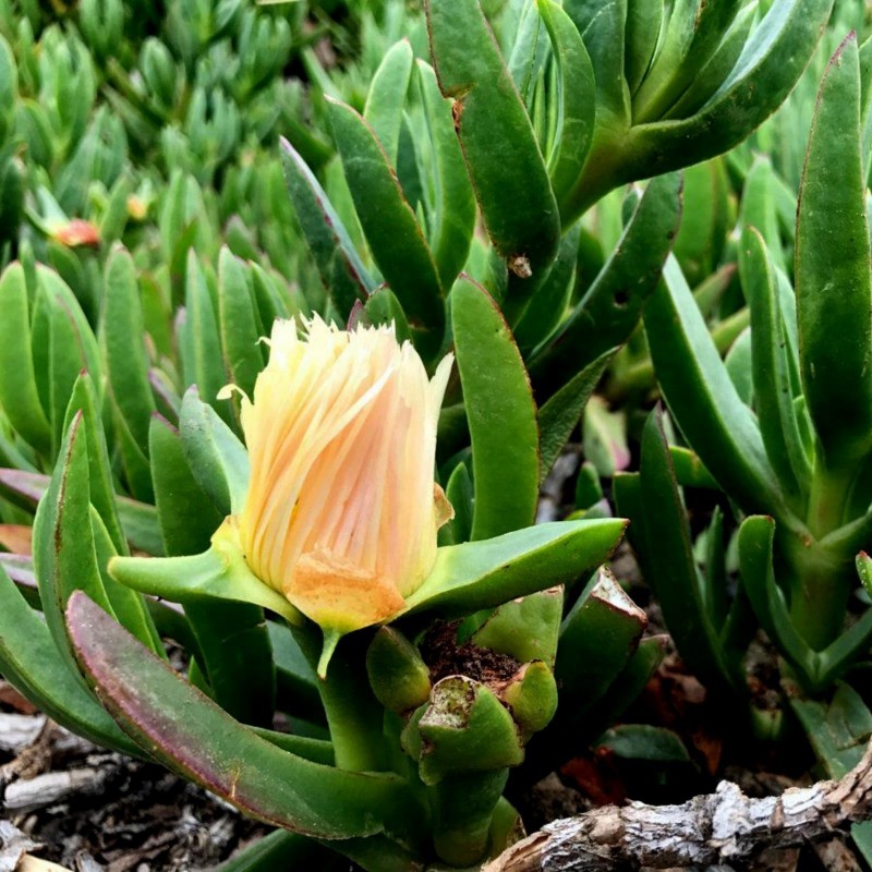 Price: €1.85 - Gul Middagsblomma frön (Carpobrotus edulis) - 