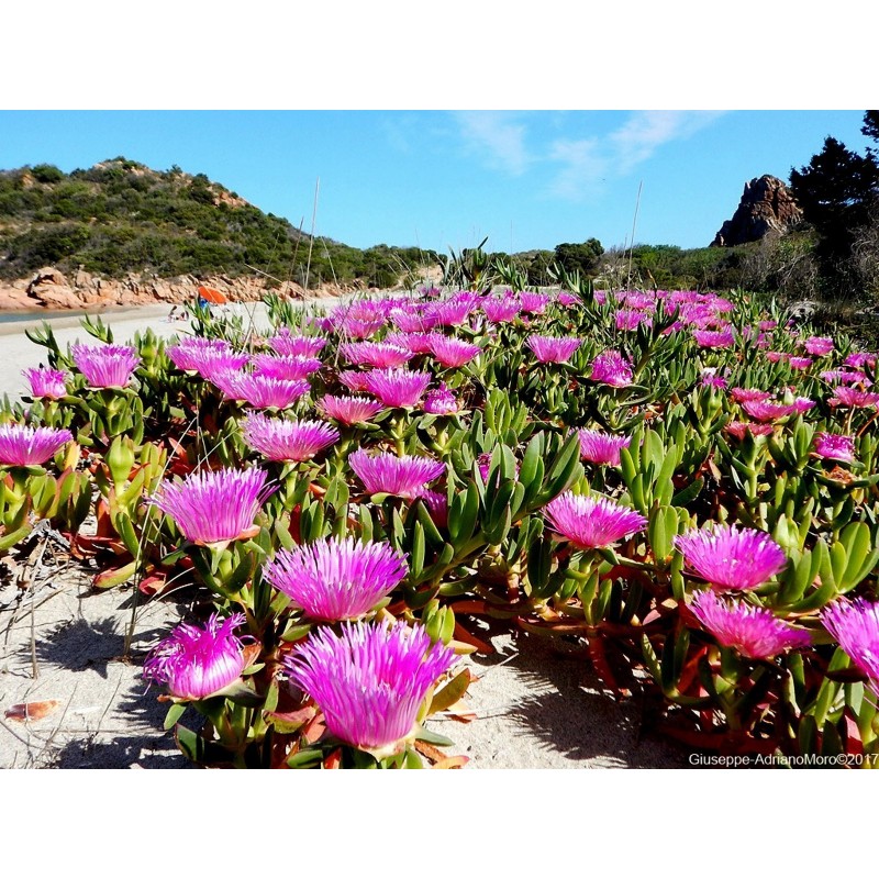 Price: €1.85 - Jestiva Ledena Biljka Seme (Carpobrotus edulis) - 