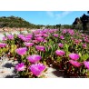 Price: €1.85 - Essbare Mittagsblume Samen (Carpobrotus edulis) - 