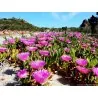 Semi di VARVA DI MONACU (Carpobrotus edulis)