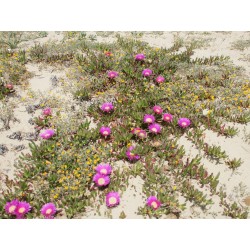 Hottentot-Fig, Ice Plant, Highway Ice Plant Seeds 3 - 4