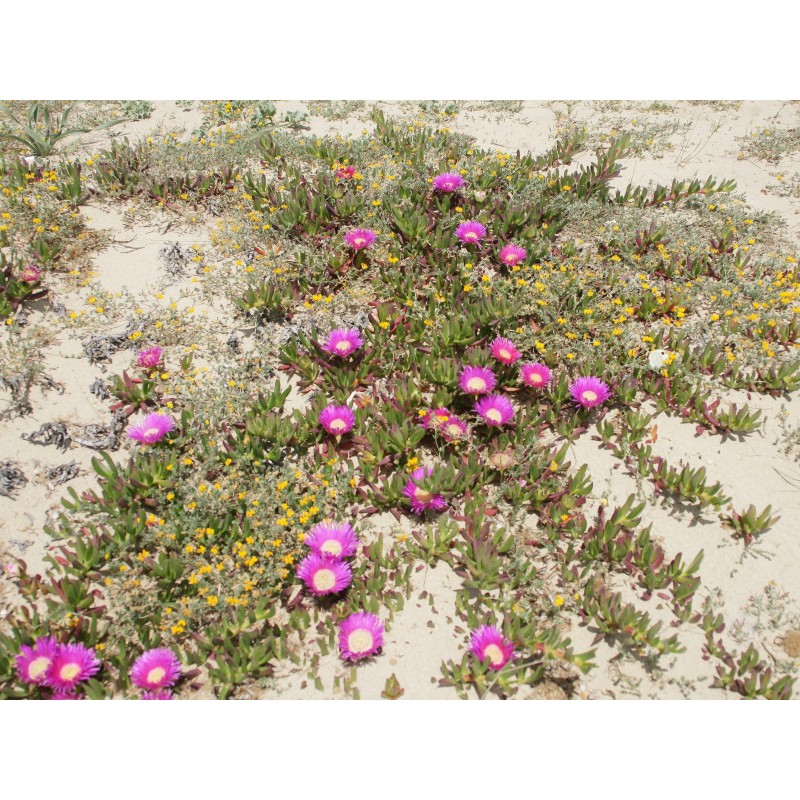 Price: €1.85 - Jestiva Ledena Biljka Seme (Carpobrotus edulis) - 