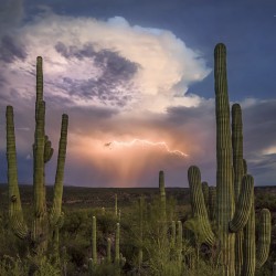 Saguaro Cactus Seeds (Carnegiea gigantea) 1.8 - 2
