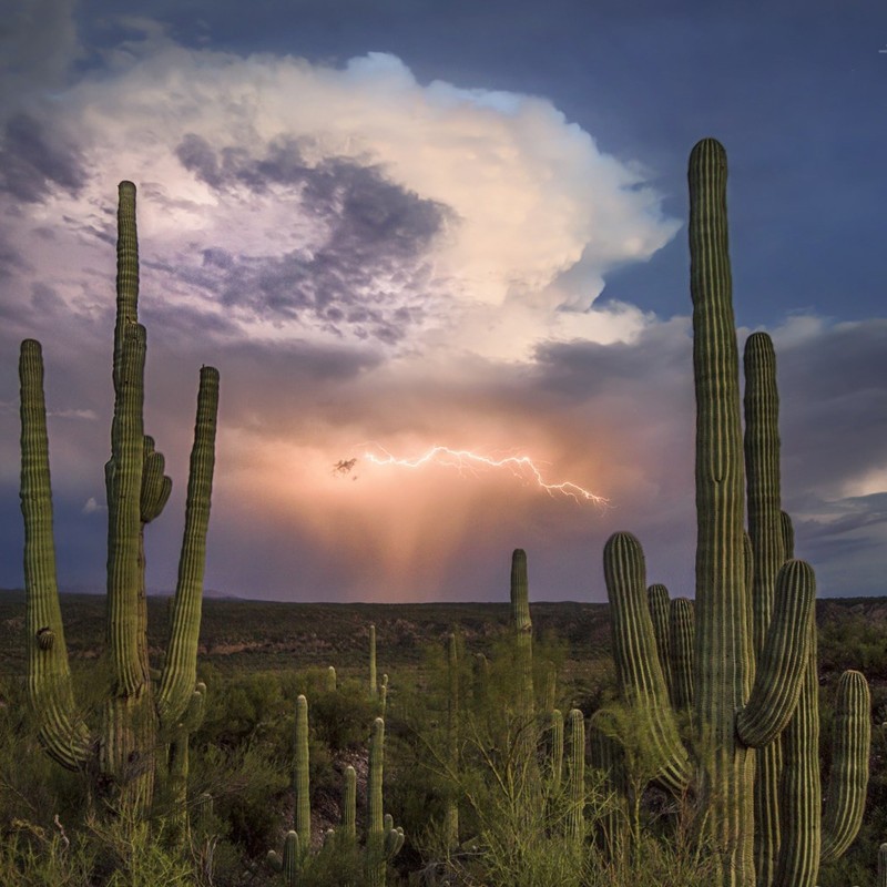 Κάκτος Σπόροι Saguaro (Carnegiea gigantea)