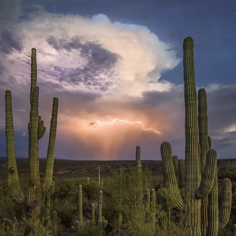 Semillas de Cactus Saguaro o Sahuario (Carnegiea gigantea)
