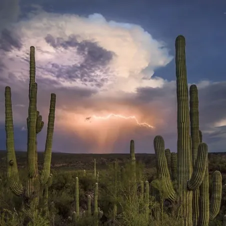 Κάκτος Σπόροι Saguaro (Carnegiea gigantea)
