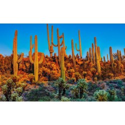 Sementes de Saguaro Cactus (Carnegiea gigantea) 1.8 - 5