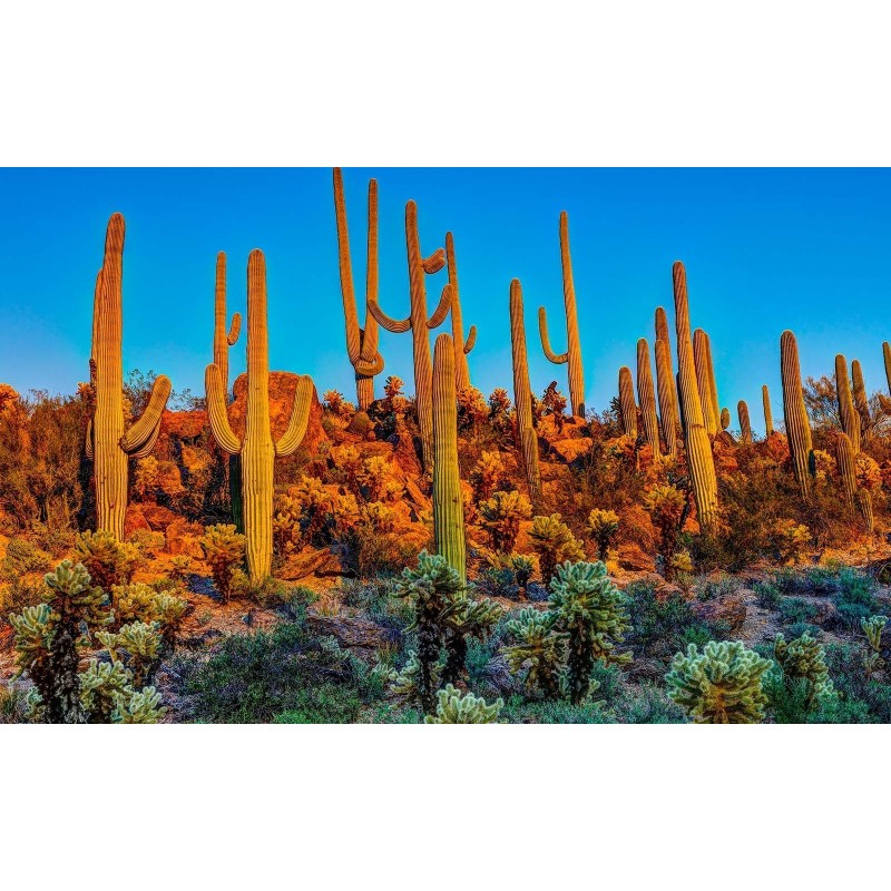 Κάκτος Σπόροι Saguaro (Carnegiea gigantea)