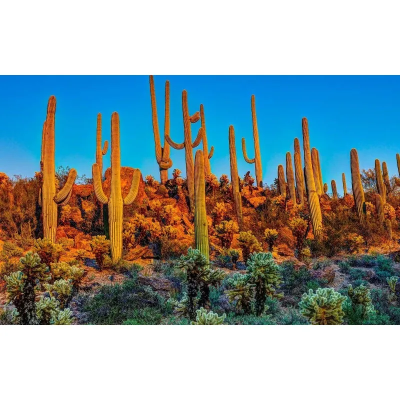 Semillas de Cactus Saguaro o Sahuario (Carnegiea gigantea)