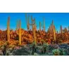 Semillas de Cactus Saguaro o Sahuario (Carnegiea gigantea)