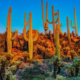 Κάκτος Σπόροι Saguaro (Carnegiea gigantea) - 1.98