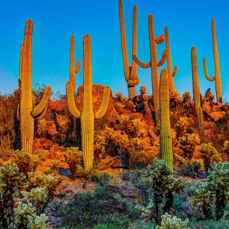 Semi di Saguaro Cactus (Carnegiea gigantea)