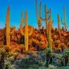 Κάκτος Σπόροι Saguaro (Carnegiea gigantea)