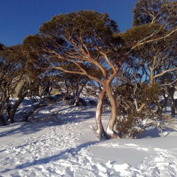 Price: €2.05 - Snöeukalyptus Frö −23 °C (Eucalyptus pauciflora) - 