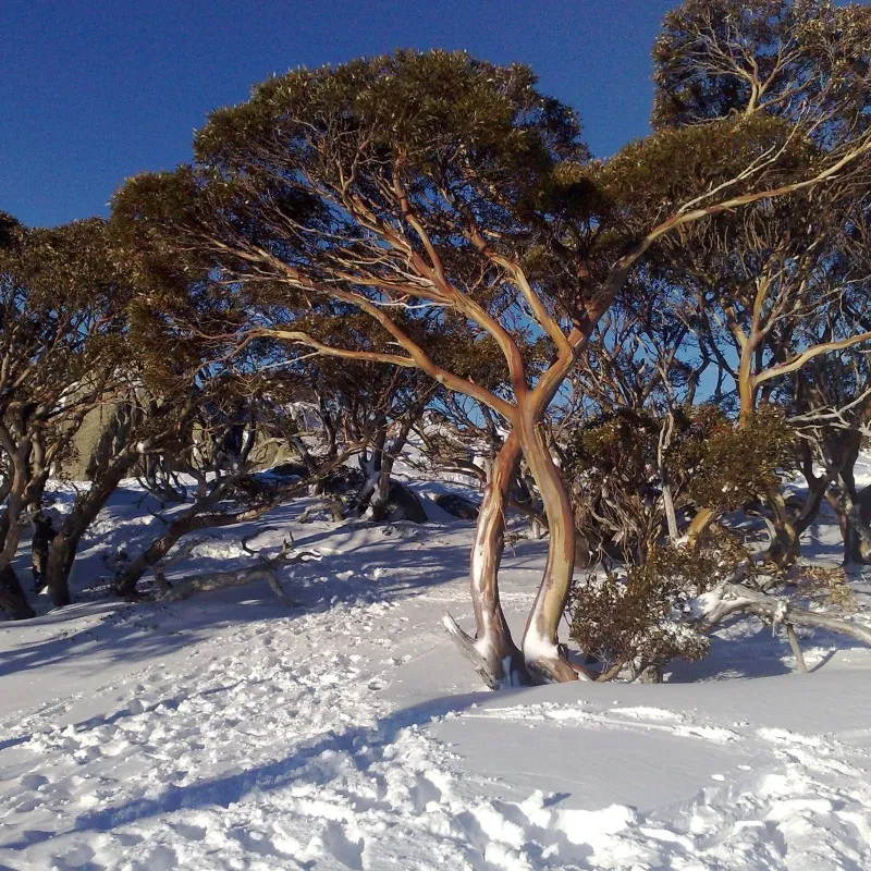 Schnee-Eukalyptus - Winterhart -23 °C