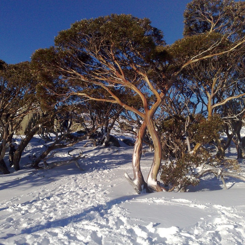 Hardy Down to -20°C Snow Gum White Sallee Seeds Package: 1000 Seeds Eucalyptus Pauciflora
