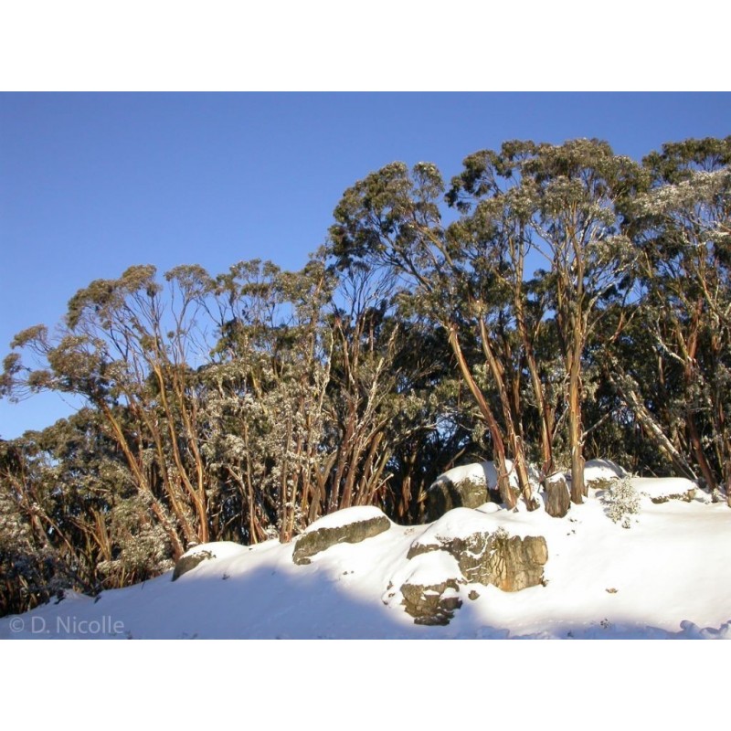 Semillas de EUCALIPTO DE NIEVE −23 °C | 2,05 €